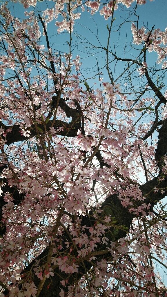 ◆できるだけ、、、、、◆【半分雑談】