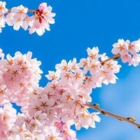 《おはようございます》