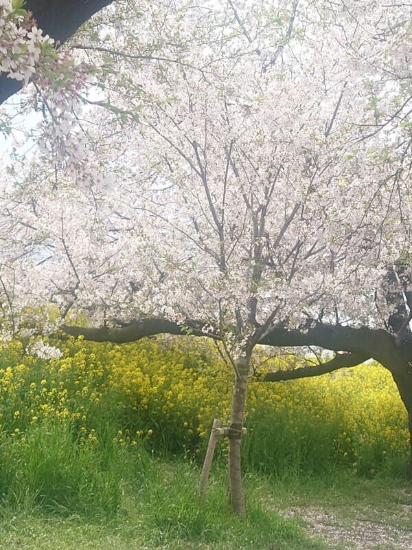 出勤情報