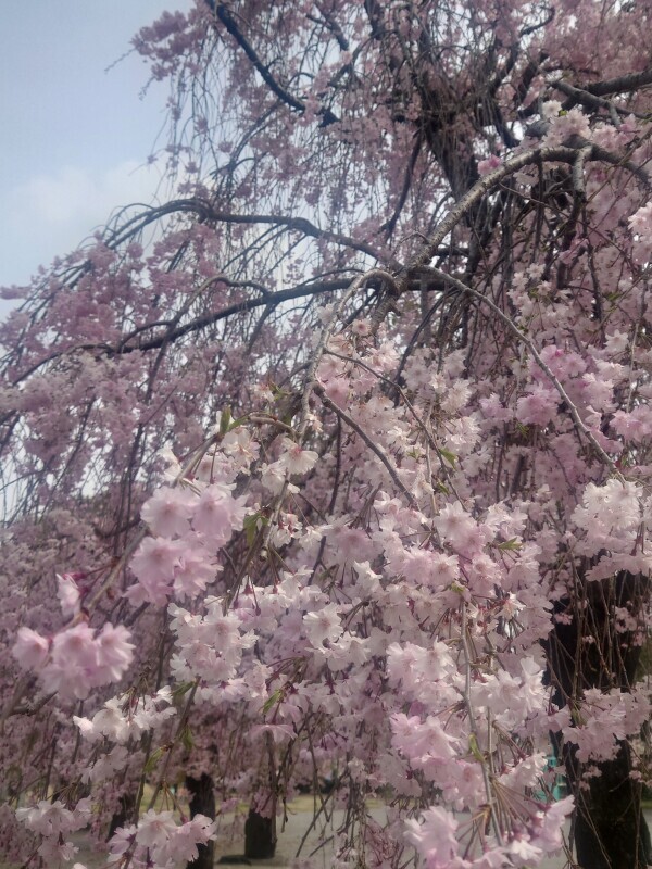 出勤情報