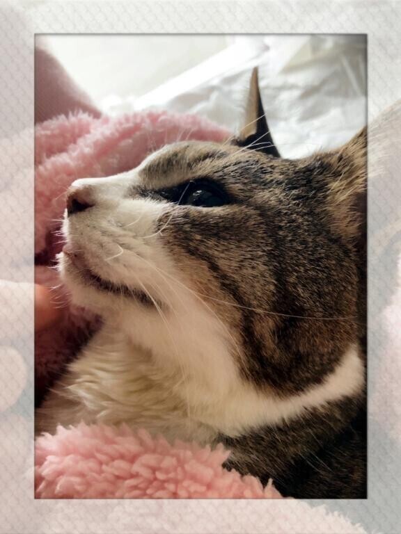 たかが猫、されど猫。