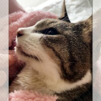 水樹結花