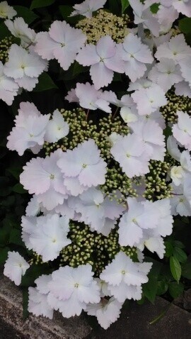 紫陽花