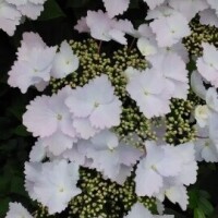 日下沙羅