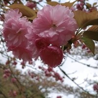 浜崎妃葉莉
