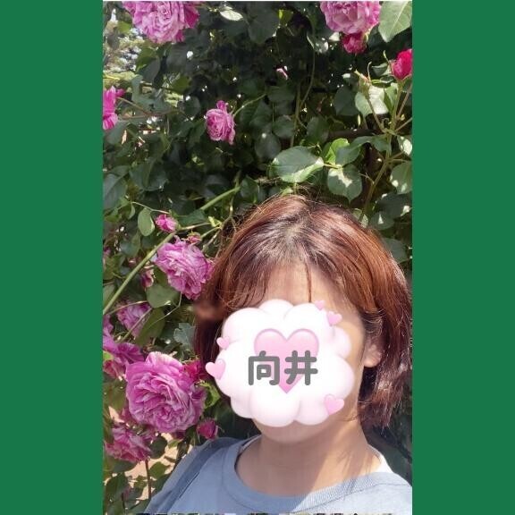 華やかな薔薇