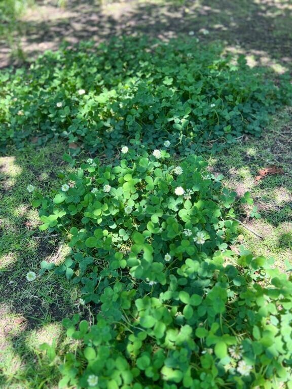 四つ葉のクローバー