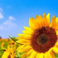 《こんにちは》