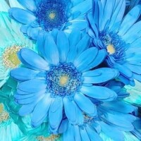 白咲花音