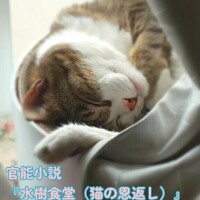 偽装プロフ写真付き『猫の恩返し』【完】