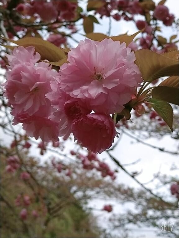 こんばんは
