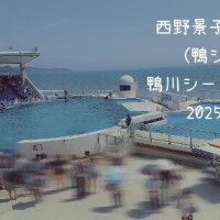 西野景子