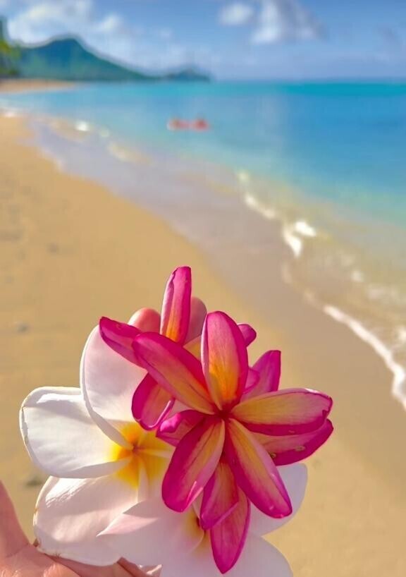 《ありがとうございました》