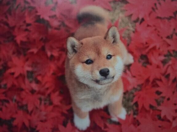 13日(木)のありがとう