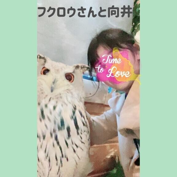 静かなときめき、福袋