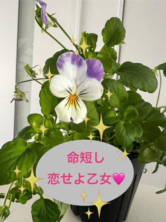 枯れ果てる前に