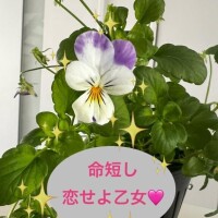 枯れ果てる前に