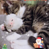 クリスマス準備中～☆