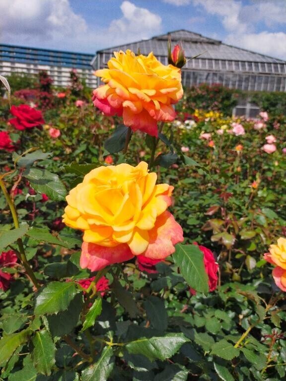 今年もよろしくお願いします