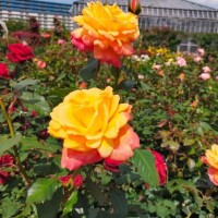 今年もよろしくお願いします