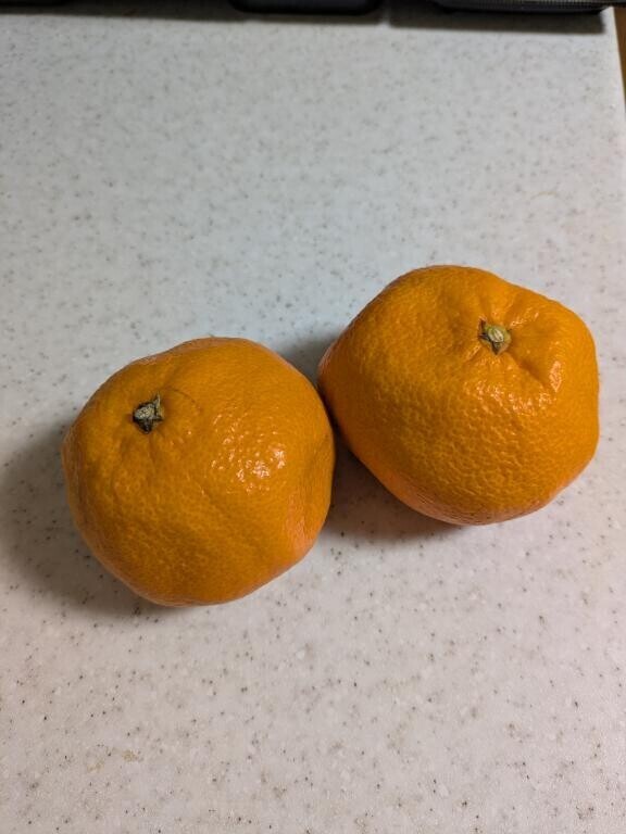 おはようございます…