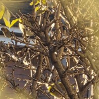 メジロはどこだ？