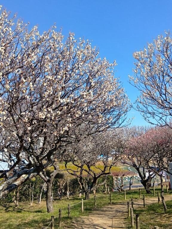 習志野梅林園に行ってきました?.。