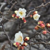 出勤いたします