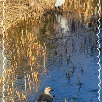 サギに会ったかも!?