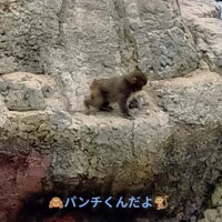 今話題のパンチくんに会ってきました??