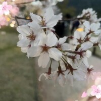 数日間の・・・