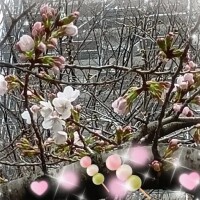 ??? 出勤しました ???三連勤します?