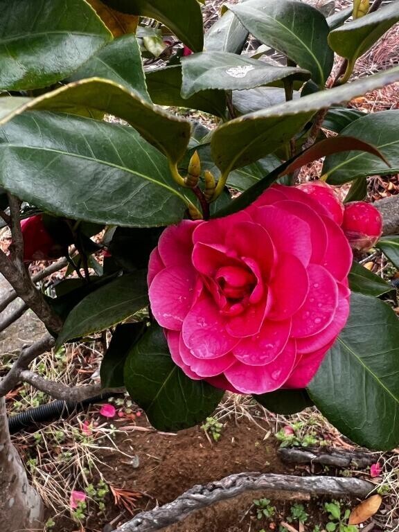 いつか別れの日がくると