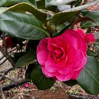 いつか別れの日がくると