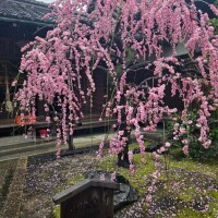 出勤いたします