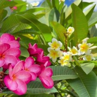 《おはようございます》