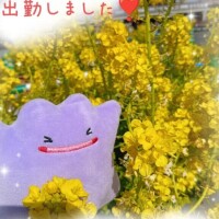 ?桜と一緒に 出勤しました?(* ?? ???)?