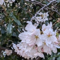 ?お花見???