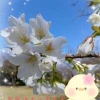 ?出勤しました?蜜ちゅーちゅー?