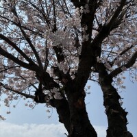 はづき? 待機中?