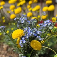 忘れな草をあなたに...