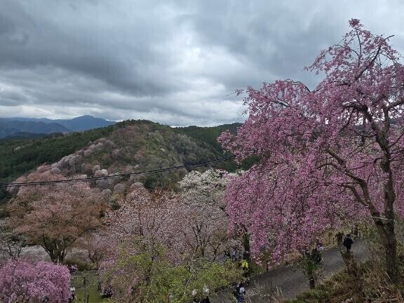 花散らしの雨も上がって