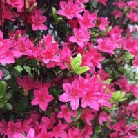 こんにちは♪