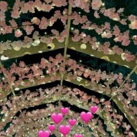 ぬるま湯の茹でガエル