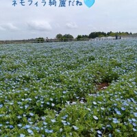 ?ネモフィラを見に行っただけなのに?第一話