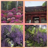 つつじ祭りからの藤祭り