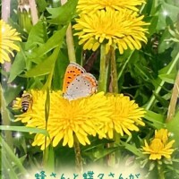 ?ネモフィラを見に行っただけなのに?第二話