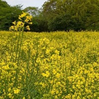 ?ネモフィラを見に行っただけなのに?第三話