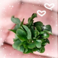 ?今日はクローバーの日?明日出勤します?