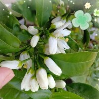 ?みかんの木があるんですが?下着写真あり